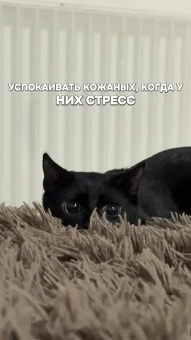 #рекомендации #fyp #черныйкот #рекомендації #котики 