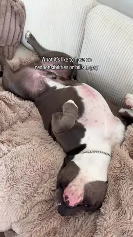 Dogs leaving their best lives🥰🥰 #americanbully #dogcontent #doglovers #bullybreed #doglife #dogsofig #dogsofinsta #dogsofinstaworld #dogsofinsta #dogslife #doglove #dogsofinstagram #puppylove #dogsoftheday #dogsoftheworld #dogsofinstgram