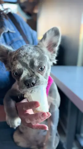 Stitch👹 #fyp #foryoupage #frenchbulldog #fluffy 