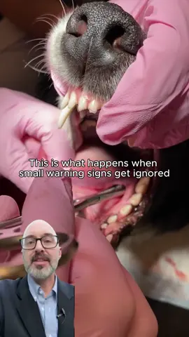 Small issues turn into big vet bills fast. Here’s how to protect your dog’s health before it gets serious 🐶💚 #dogsoftiktok #doghealth #vettips #usa #doglife 