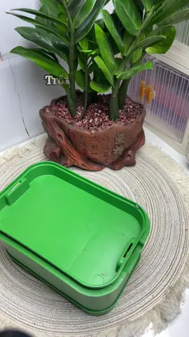 Khay làm giá đỗ! #khaylamgiado #viral #xh 