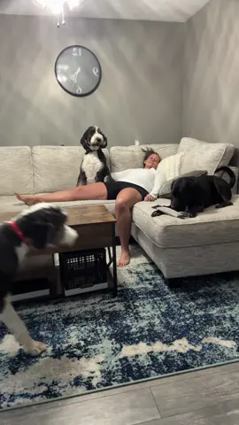 Clyde was licking my face all over. That boy loves me. Maverick was just staring and thinking…atlas…nada…guess you can’t win them all🤭. Was that better @Emily • Mom Life !?!? LOL!#puppylove #sheepadoodle #mamasboy #souldog 