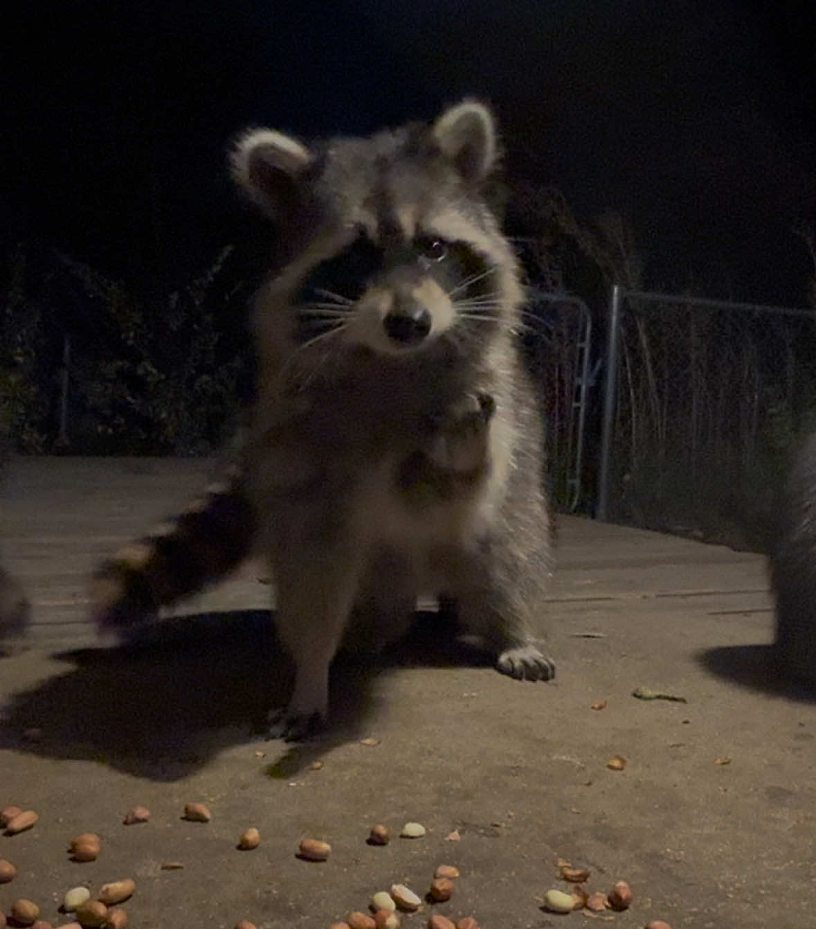 Touched 3/4 noses 👃🏻 #raccoon #raccoonsoftiktok #snoot #fyp 
