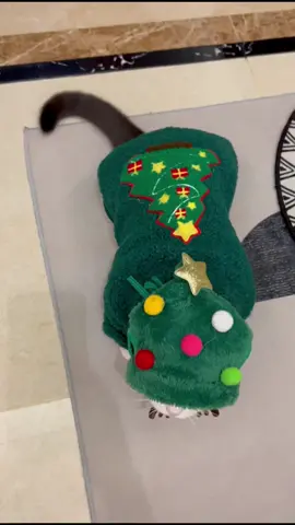 Get this pet Christmas set at our website Link in profile or visit icexeco.com #cataccessries #cutecats #catowners #cats #petchristmasdress 