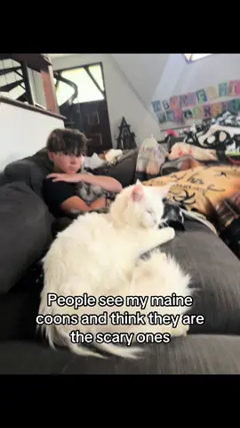 I love all my beasties ❤️ #women #mainecooncat #mainecoon #fypシ゚viral #haha 