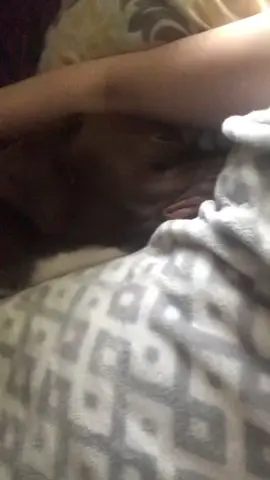 always next to me 🫶🏻 #mommasboy #pitbullsoftiktok #souldog #fyp 