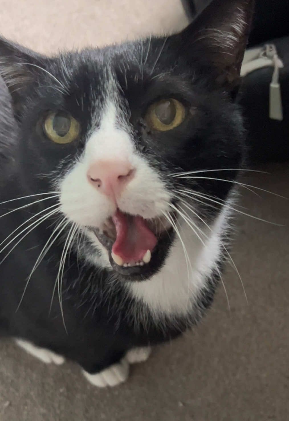 Genuinely out of suggestions.  I went through his list of needs and drew a blank. He scoffed at me in disgust. #cattok  #meow #catvideo #tuxedocat #CatsOfTikTok 