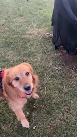 Scared dog over here 😬 It’s Ruby’s second Halloween and her first time seeing these Halloween decor! She was clearly afraid and kept looking back at me but we made it 😅#rescuedog #goldenretriever #halloweendecor #scareddog 