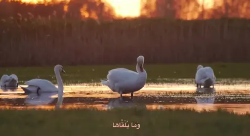 صَبَرُوا أَيَّامًا قَصِيرَةً أَعْقَبَتْهُمْ رَاحَةً طَوِيلَةً..🤍🦢