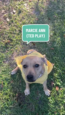 Marcie says hi !! She hate clothes but she is going to wear them sometimes lol. Our Marcie Ann 🐾🩷  * Amazon Wishlist In Bio.  #fyp #viral #dogs #dogsoftiktok #rescuedog 