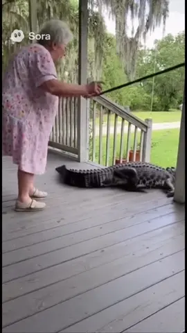 Don’t mess with granny 🐊👵 #dontmesswithgranny #alligator #granny #fyp #funnyvideos 