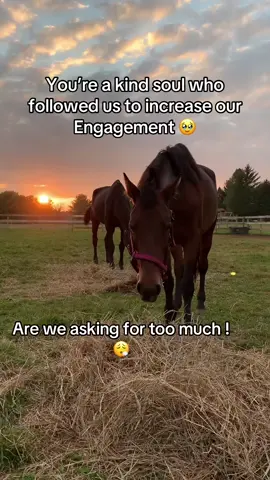 #horses #equestrian #horserescue #usa #horseoftiktok 