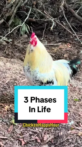 3 Phases In Life 🍒🍆 #jokes #dadjokes #chickenhappyhour   