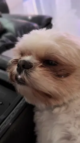 “When the couch is just right and suddenly… nap mode activated 😴🐶” #naptime #doglife #sleepypuppy #dogsoftiktok #dogmom 