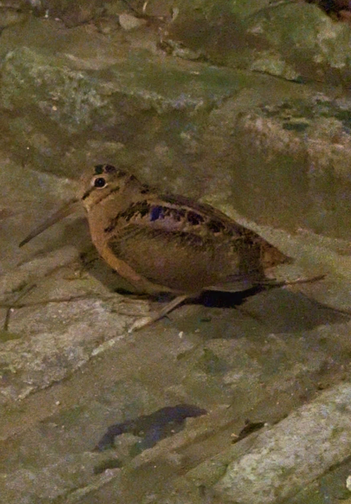 First time that I see this bird in the Bronx. I had to look it up. An American Woodcock. Likes to come out at dusk and dawn. Caught me off guard. I was almost sure the fella was lost but it wasn’t. What a long beak #americanwoodcock #birdwatching #stealth #beaks 