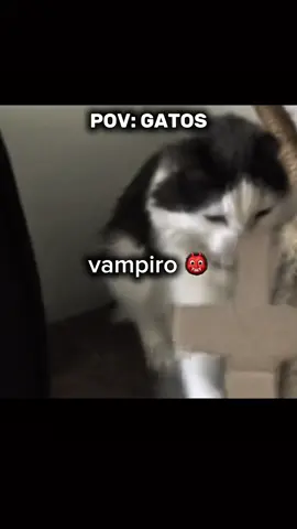 POV: gatos 🐈‍⬛ #pov #meme #gatos #gatinho #engracado 