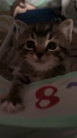 His little “eh” #kitten #fyp 