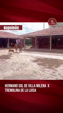 🎥🐎 Napoleón, el andar de la trocha colombiana 🇨🇴 Hijo de Hermano Sol de Villa Milena x Tremolina de La Luisa — una línea que refleja tradición, trabajo y pasión por el Caballo Criollo Colombiano. Cada paso cuenta una historia… y este es uno que vale la pena ver. 👀✨ 👉 Disfruta su andar y déjate llevar por la elegancia de la trocha pura. #viveapasofino #aprendedelccc #caballoscolombianos #feriasequina #reglamentoecuestre     