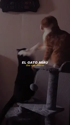 #elpollitopio #ilpulcinopio #pulcinopio #childrenssong #60seg_todo 