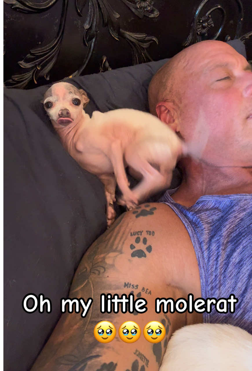 Harley, a.k.a., the mole rat, just loves being ridiculous sometimes. It’s hard because it’s always in her time on her terms. So I can rarely capture it with a video camera. But when I do, look out. This is just a small taste of what this child is capable of😂😂😂 Bglws.Com Use code holiday 25 at checkout for 10% off all CBD and health products