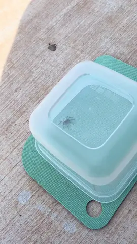 Happy spider #spider #wolfspider #tiktok #jet2holidays 
