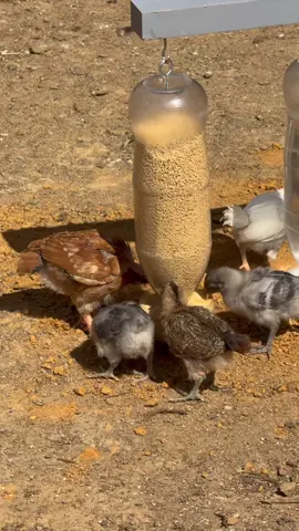 Olha a ideia genial que ele teve com essas garrafas pet 😲