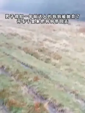 Câu chuyện cảm động về một chú chó #dog#dongvat #animal #fyp#foryou 