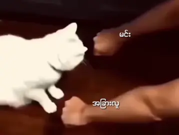 #crdvideo 