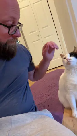 First clip credit to @Cassie 🌸☀️🎀  #cats #catsoftiktok 