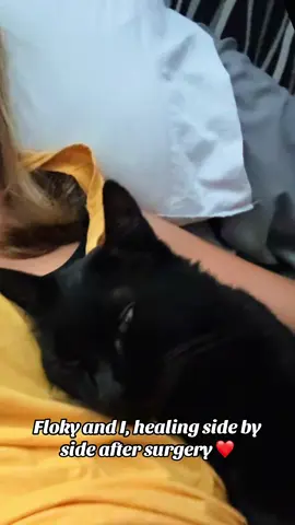 Floki and I had surgery just two days apart, and we went through recovery together. He was suffering from severe gingivitis, after many years of treatment that no longer worked and left him unable to eat. So, we made the difficult decision to go for surgery and have his teeth removed. It was tough, but truly the best choice we could have made. Now he’s a happy cat — he eats and even plays, something he hadn’t done for years because he was living in pain 😭. Luckily, both Floki and I are doing well ❤️‍🩹🐈‍⬛     Floki y yo tuvimos una cirugía con dos días de diferencia y estuvimos recuperándonos juntos. Él tenía gingivitis aguda, estuvo muchos años con tratamiento pero ya nada funcionaba y no podía comer. Es así que optemos por la cirugía y le quitamos los dientes. Fue una decisión difícil pero la mejor que podríamos tomar. El ahora es un gato feliz. Ya come e incluso juega, algo que por años no hizo ya que vivía con dolor 😭. Por suerte Floki y yo estamos bien ❤️‍🩹 🐈‍⬛.  #blackcat #bestfriend #mypet #catlover #socute 