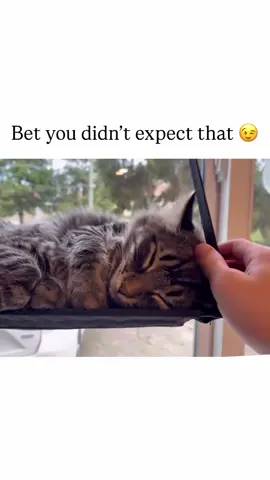 #funnycats #cutecats #funnypets #cuteanimals #cutepets 