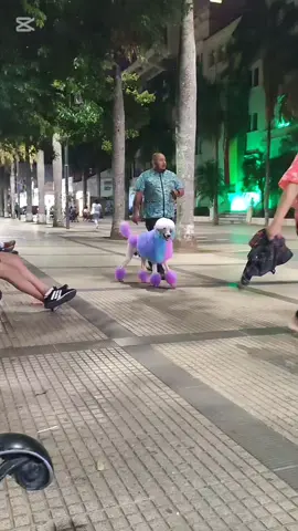 mostrando muestro trabajo 7.5.6.7 9.9.1.1 #caniche #petlover #beterinaria #color #santacruzdelasierra🇳🇬 