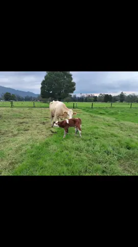 Hans desde su nacimiento #campo #viral #ganaderia🐂🐎 #simmental 