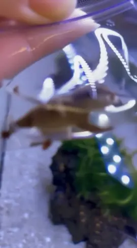 Micro nutria #fyp #tiktok #viral #pet 