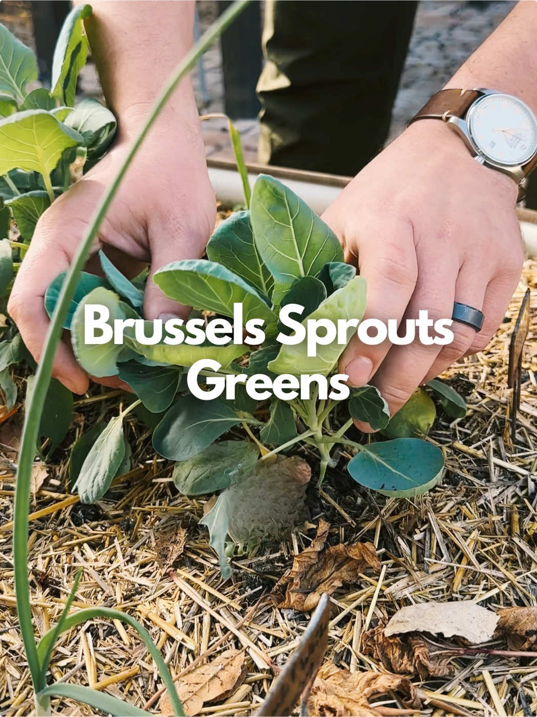 Can’t wait 80-100 days for Brussels sprouts? You don’t have to. Those leaves growing on your plants RIGHT NOW? They’re already delicious – and you don’t need to wait another 2-3 months to start harvesting. While your sprouts are busy forming, these greens are ready to eat from day one. They taste like kale’s sweeter, more tender cousin, and they’re perfect in literally everything. I’m thinning my seedlings here because I got impatient (and honestly, planted too many). Quick sauté in a pan, and boom – instant gratification while I wait for the actual sprouts. Bonus: Pruning off those lower leaves as your plants grow actually speeds up sprout production and improves airflow. So you’re not sacrificing anything – you’re getting an early harvest AND better sprouts later. Why wait when you can eat now? 