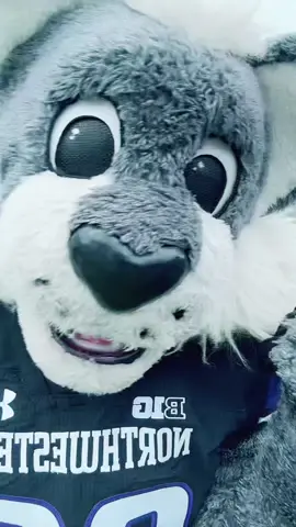 Sorry Pete 🫣 CATS BEAT PURDUE 19-0 #northwestern #purdue #mascot #twoprettybestfriends #fyp