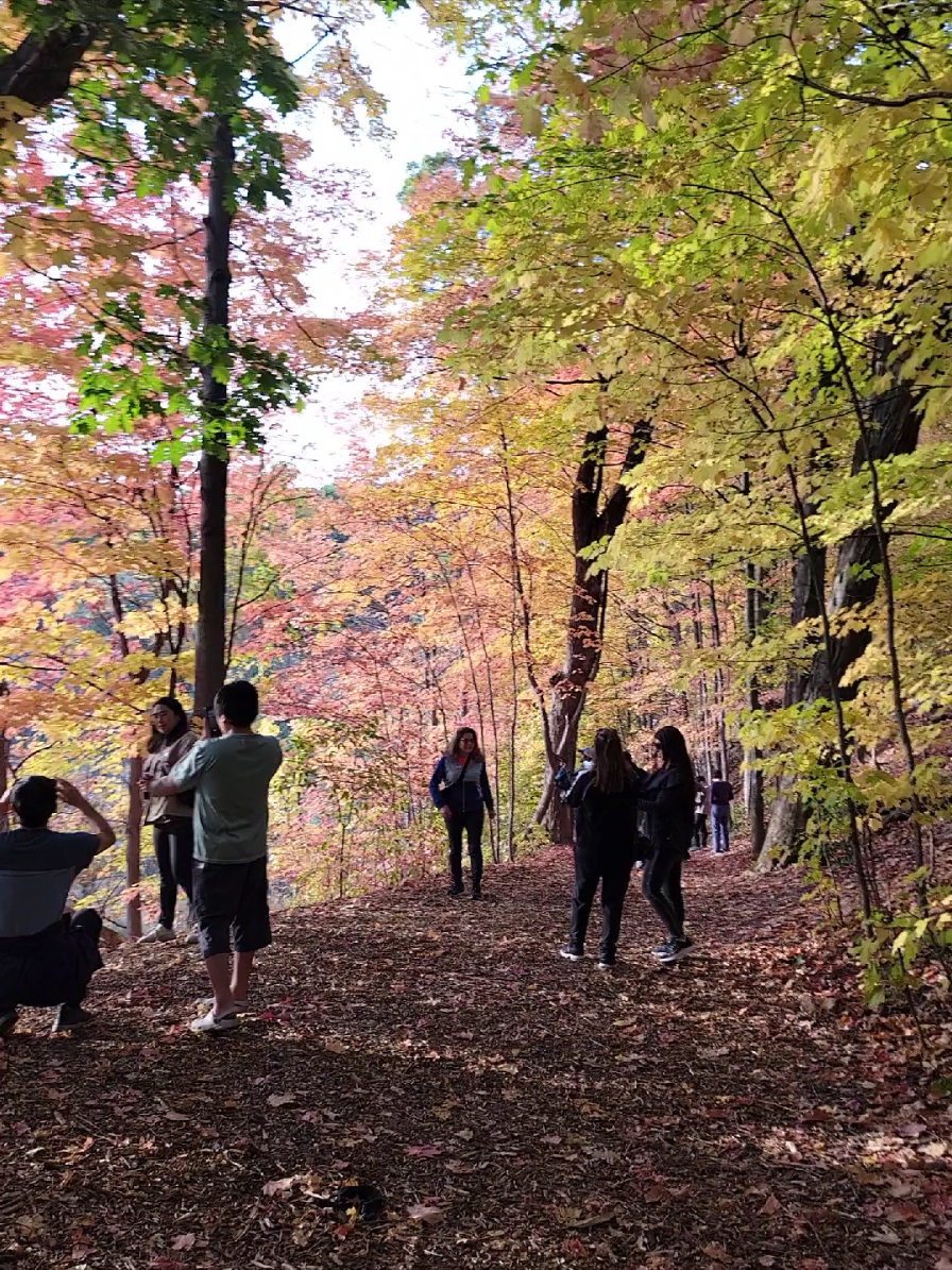 Beautiful Autumn fallen leaves colors nature beauty  #autumncolors2025 #fallenleaves #nature #beauty #foryou 