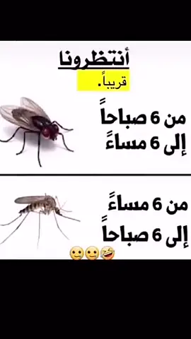 #creatorsearchinsights #اكسبلورضحك_وناسة #اكسبلورضحك_و،😄😄😄😄😄😄ناسة #ضحك_طقطقه_فله_وفله #اكسبلورضحك 