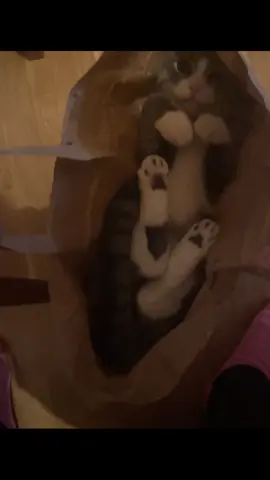 Soo cute, he loves to jump into bags and just chill in it🥰🥰🥰 #cat #tabbycat #norwegianforestcat #viral #fyp 