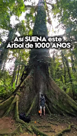Conectamos con este Ceibo, un árbol milenario ubicado en Puerto viejo, Costa Rica 🇨🇷📍🌳 Es un símbolo sagrado para los pueblos originarios Bribri. Conecté biosensores y su energía interna se transformó en sonido. 💡 Esto es biosonificación: la tecnología que traduce la bioelectricidad de las plantas en música. Si te gustaría vivir esta experiencia en vivo en mi perfil podrás ver información de los próximos eventos 🎧✨ #musicadelasplantas #reels #ceibo #Hila #naturaleza 