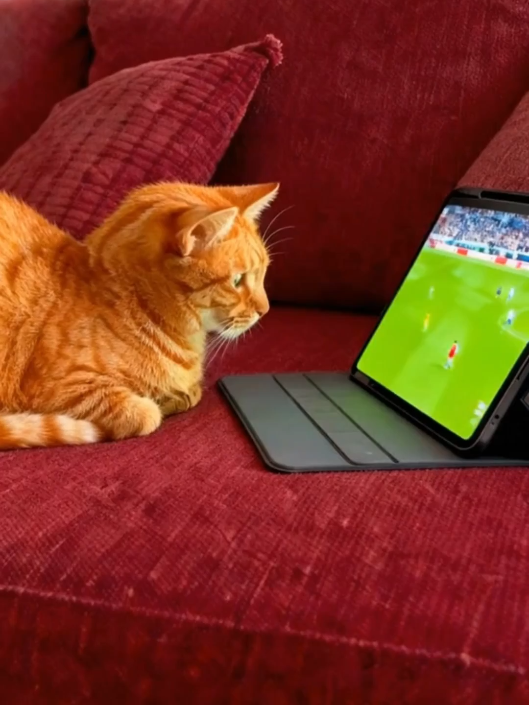 Kucing oren kecanduan nonton bola!  #funnycat #orangecat #soccerreaction #goal #cutecat #tiktokpets #catvideo #fyp