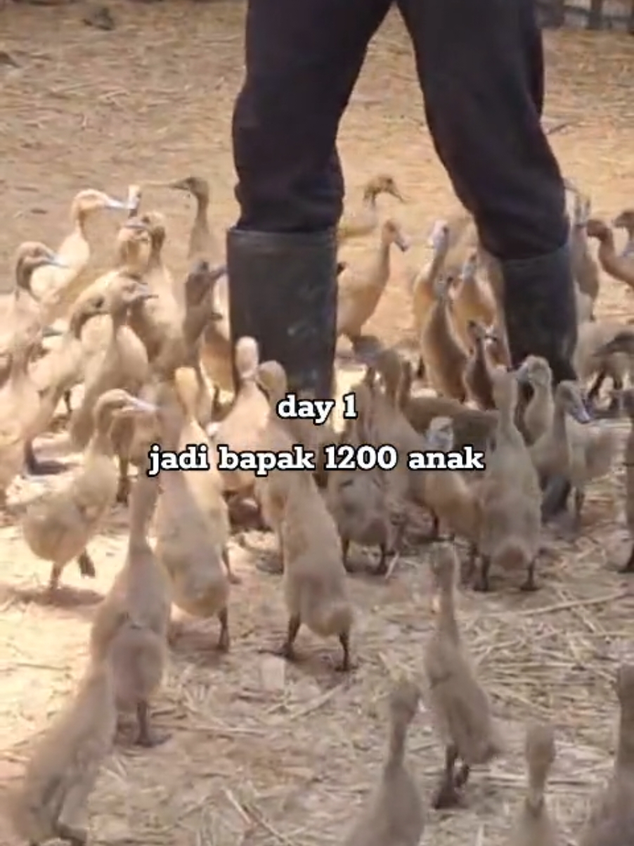 m-maaf agak gugup 🦆 wedi kepidek lur #bebekpetelur  #fypシ゚  #peternakmuda  #dodbebek  #masukberanda 
