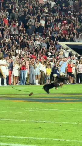 Auburn’s live eagle Aurea with the Missouri pregame flight! 