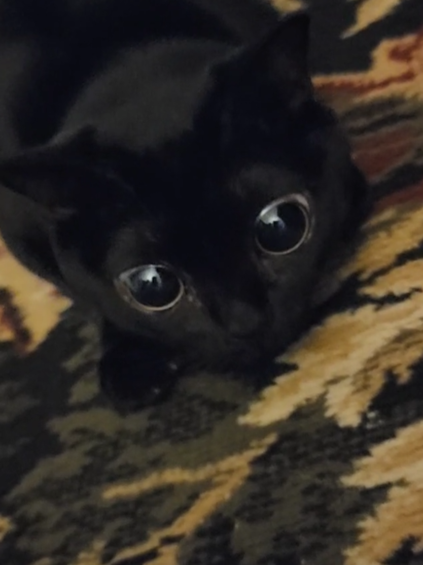 👹 #bombaycat #crazycat #fyp #funny #spooky 