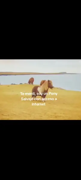 PONY SALVAJEEE🗣️🔥#video#mioo#original#ponysalvajeeeeeeeeeee 
