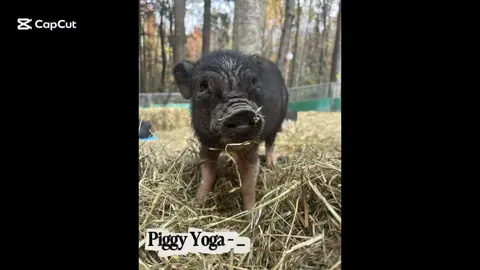 Une journée inoubliable #CapCut #pig #yoga #autumn  #zen 