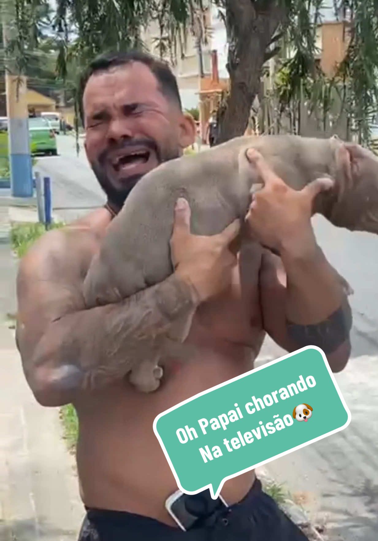 Até parece durão… mas bastou um susto da Zara pra ele desabar 🫠🐶🫣 #cachorro #dog #americanbully #pet #doguinhos @William Lorenco 