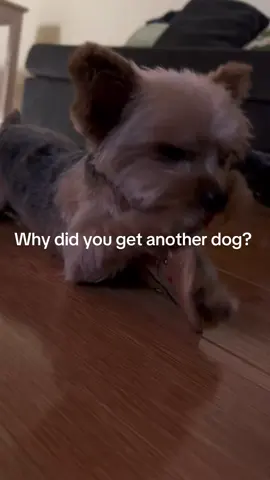 Archie & Matcha; 2 peas 🫛 in a pod. 🫶. This is your sign to get another dog. #dog #dogvideos #yorkiesoftiktok #yorkshireterrier 