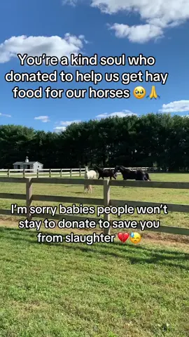 #horses #equestrian #horserescue #horseoftiktok #usa 