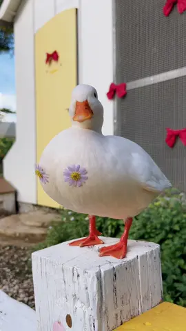 ยืนเฉยๆก็น่ารัก💕 #เป็ดคอลดั๊ก #callduck #สัตว์เลี้ยง #เทรนด์วันนี้້ #คอลดั๊กสายแบ๊ว 